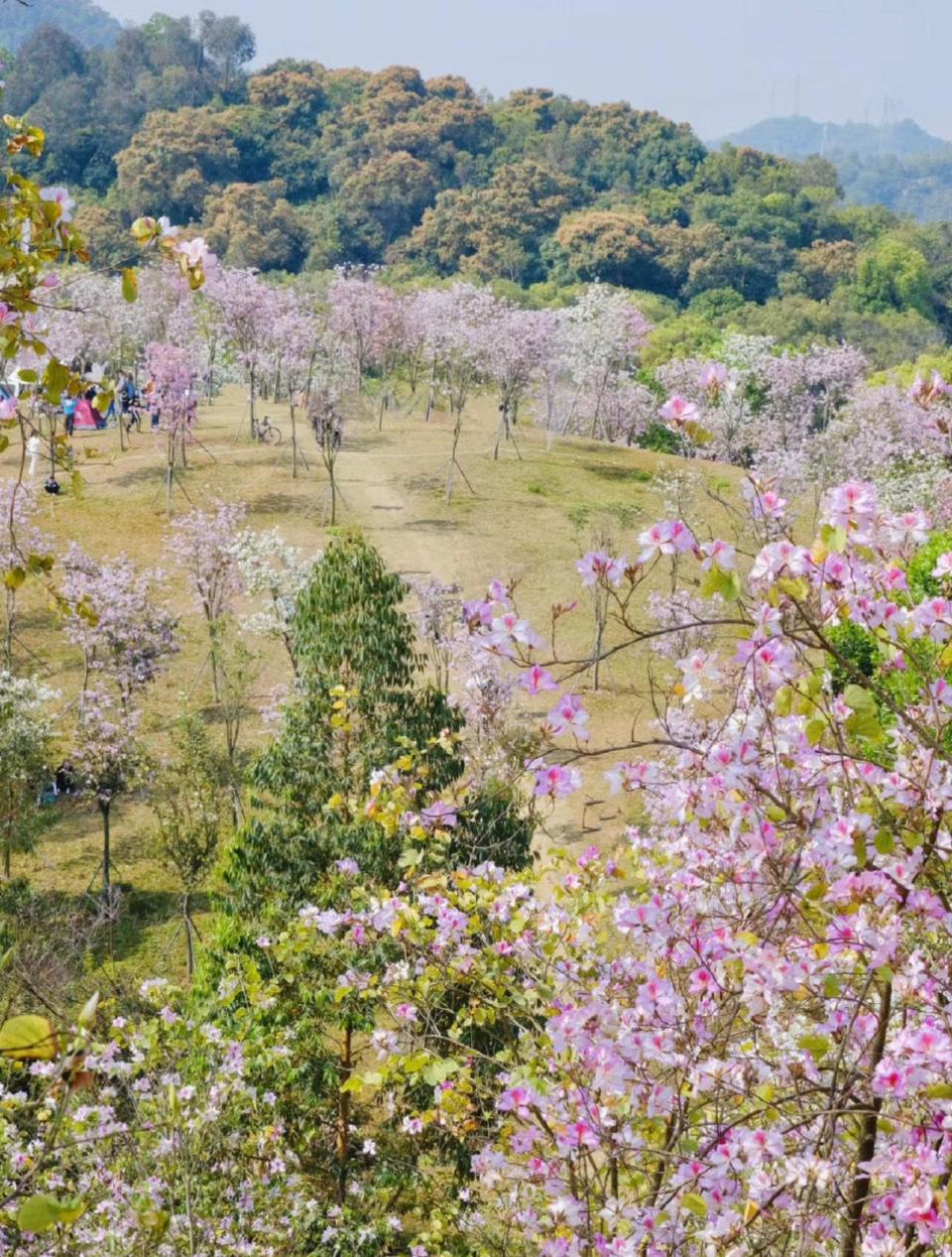 深圳好去處｜龍崗平湖生態園賞黃花風鈴木！深圳童話式風鈴木樹林 附滿開花期+交通方法