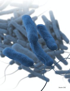 <span class="caption">The Legionella pneumophila bacterium causes the majority of Legionnaires’ disease outbreaks.</span> <span class="attribution"><a class="link " href="https://www.cdc.gov/legionella/images/materials-illustration.jpg" rel="nofollow noopener" target="_blank" data-ylk="slk:CDC;elm:context_link;itc:0;sec:content-canvas">CDC</a>, <a class="link " href="http://creativecommons.org/licenses/by-nc-sa/4.0/" rel="nofollow noopener" target="_blank" data-ylk="slk:CC BY-NC-SA;elm:context_link;itc:0;sec:content-canvas">CC BY-NC-SA</a></span>