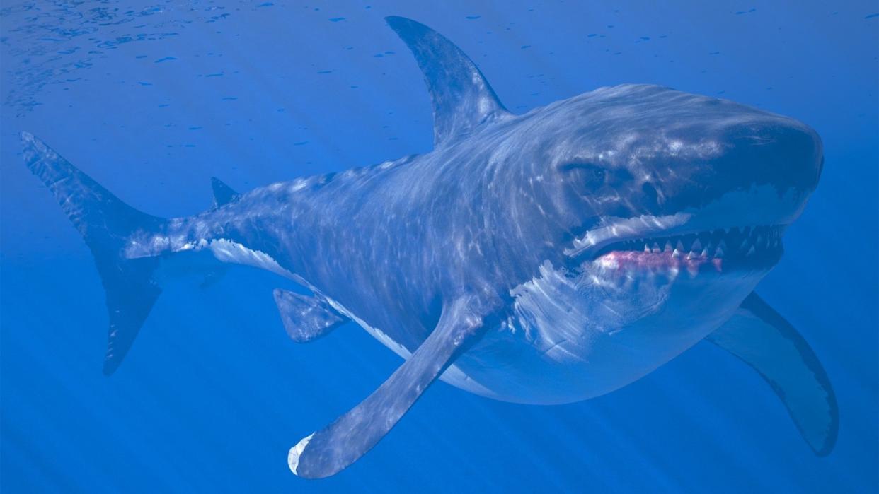  Artist impression of a megalodon underwater. 