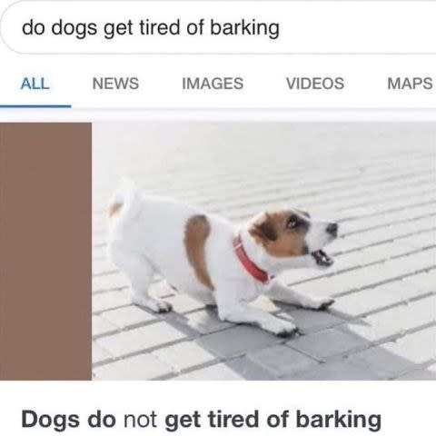 Dogs do not get tired of barking.