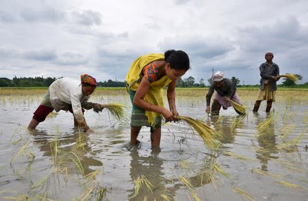 FILE PHOTO: Women plant rice saplings at a paddy field in a village in Nagaon district