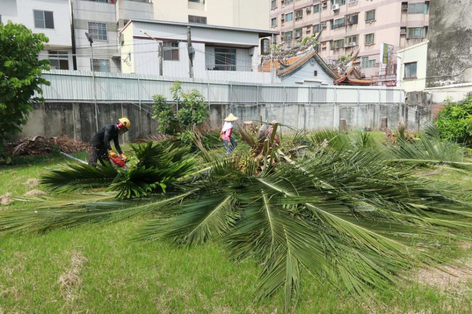 園藝工人將重數噸的檳榔樹鋸倒，再分段清理。 （記者陳俊文攝）