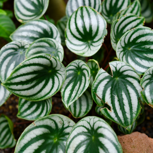 Watermelon peperomia, Peperomia argyreia, so named because its leaves resemble a watermelon rind.