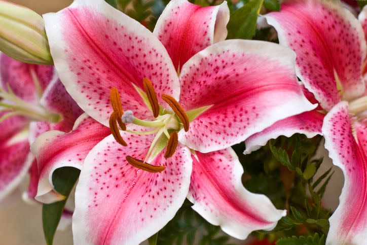 3) Stargazer Lily