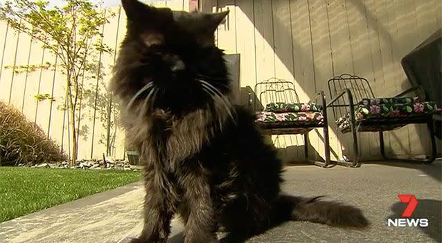 Werribee moggie Teddy is 26 years old. Source: 7 News