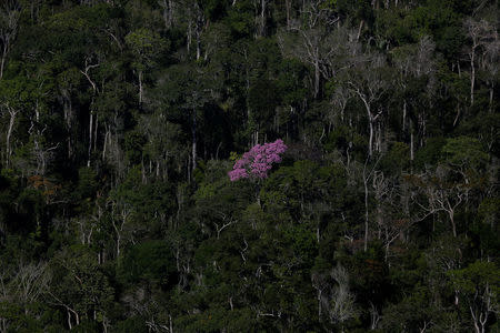 Trees grow in the Amazon forest in Apui, in the southern region of the state of Amazonas, Brazil, July 27, 2017. REUTERS/Bruno Kelly