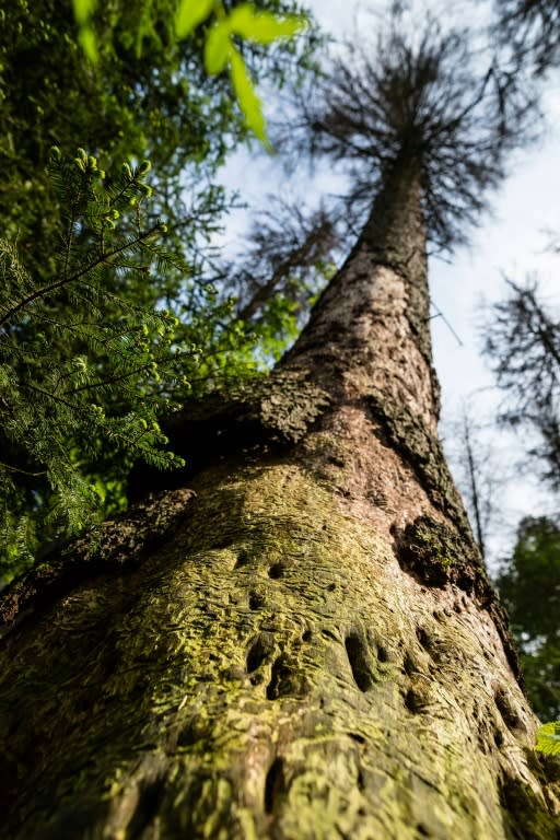 Bialowieza, which straddles the border of Poland and Belarus, includes one of the largest surviving parts of the primeval forest that covered the European plain 10,000 years ago