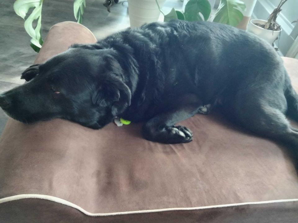 black lab laying on brown bully bed