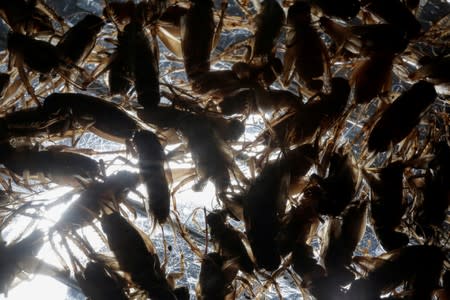 Cooked crickets are pictured in the house of the biologist Federico Paniagua who is promoting the ingestion of a wide variety of insects, as a low-cost and nutrient-rich food in Grecia