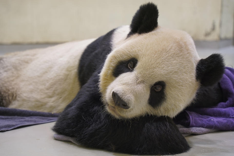 In this photo released by the Taipei Zoo, ailing giant panda Tuan Tuan lies on the ground at the Taipei Zoo in Taipei, Taiwan on Saturday, Nov. 19, 2022. Tuan Tuan, one of two giant pandas gifted to Taiwan from China, died Saturday, Nov. 19, 2022 after a brief illness, the Taipei Zoo said. (Taipei Zoo via AP)