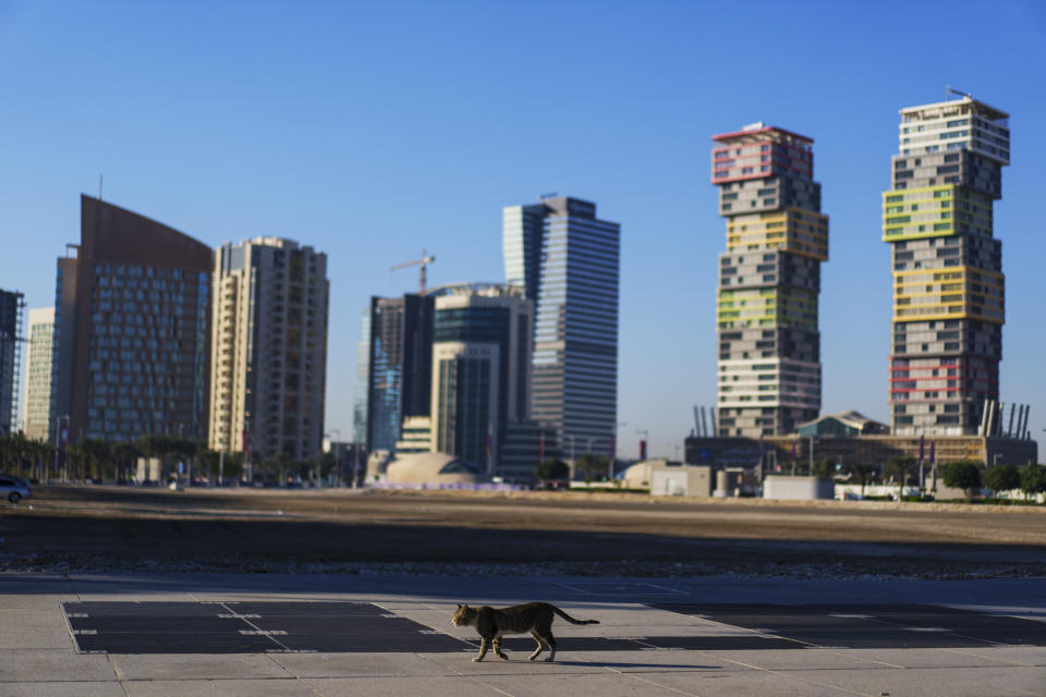 A cat walks in a street with the Marina Twin Towers, right, in the background in Lusail downtown, Qatar, Thursday, Nov. 24, 2022. (AP Photo/Pavel Golovkin)