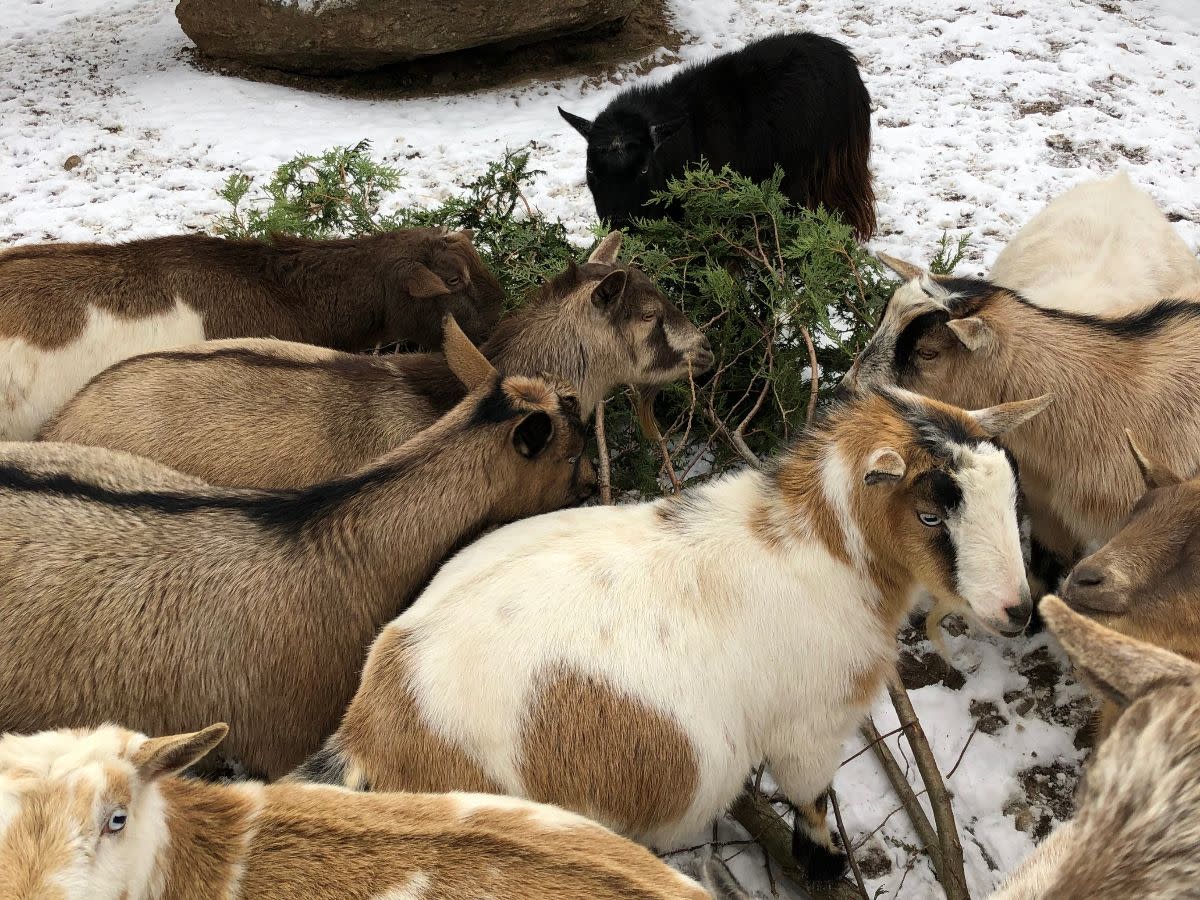 Goats at Lewis Farms & Petting Zoo in New Era, Michigan, feast on the boughs of donated Christmas trees.