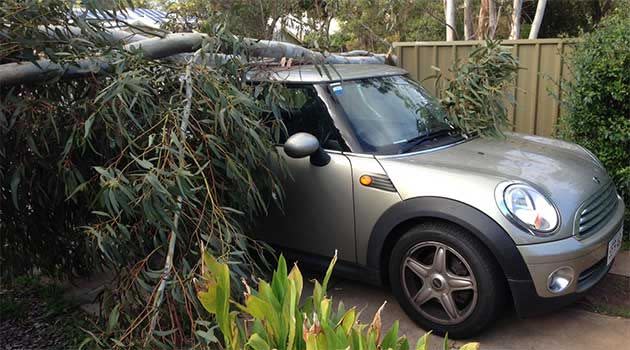 On Seventh Ave at St Peters, a Mini Cooper still was not small enough to escape the damage, with a large branch falling onto its roof in the driveway of a property.