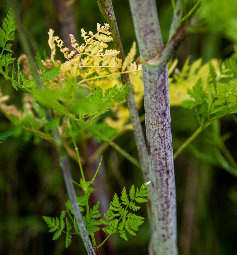 Purple splotches on the stem of a poison hemlock plant help to distinguish it from harmless lookalikes.