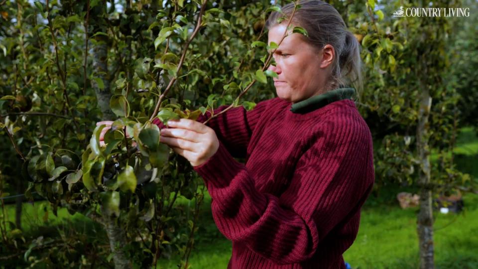 paula pruning the pear tree