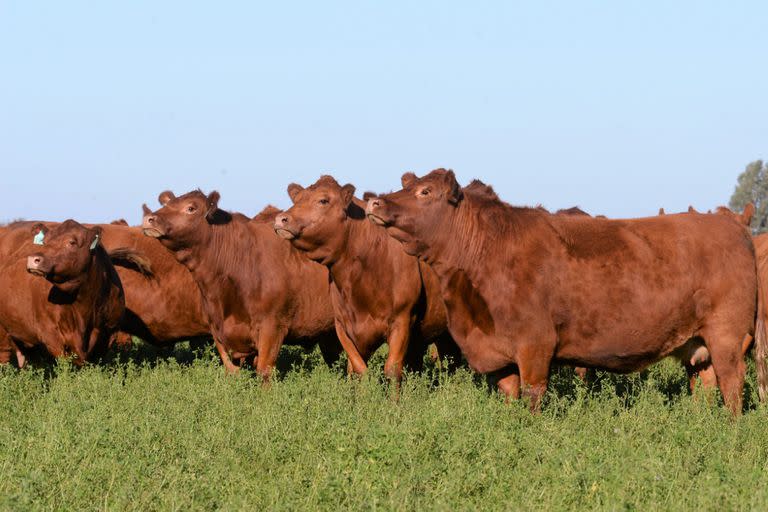 En el horizonte hay señales alentadoras en el mercado de exportación de carne vacuna