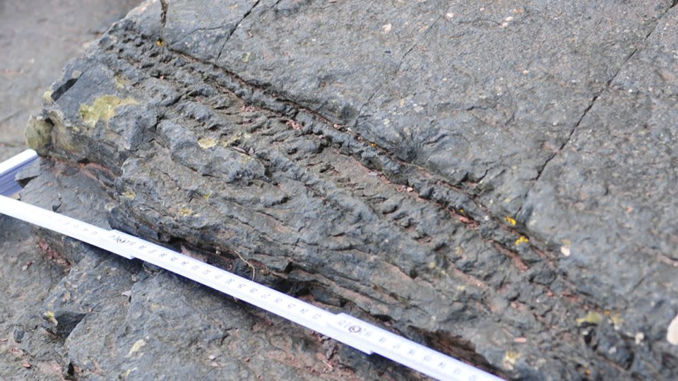 A fossil of a fallen tree trunk. - Neil Davies