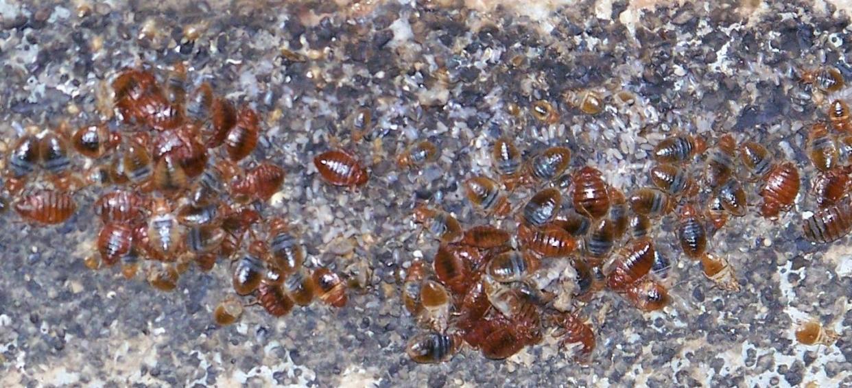 Dozens of bed bugs and their eggs and fecal material on a metal bed frame. Jerome Goddard