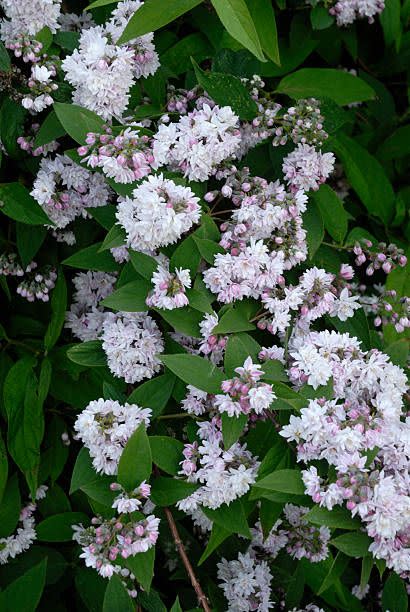 best flowering shrubs deutzia