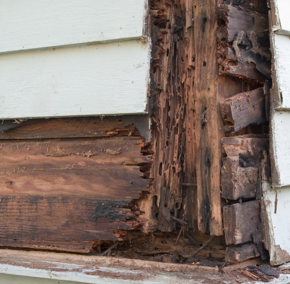 Termite damage to a house