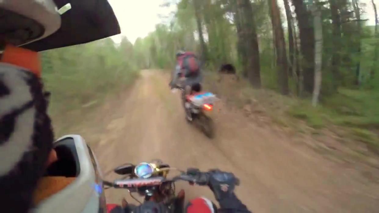 Motorcyclist in Russia Almost Hits a Bear