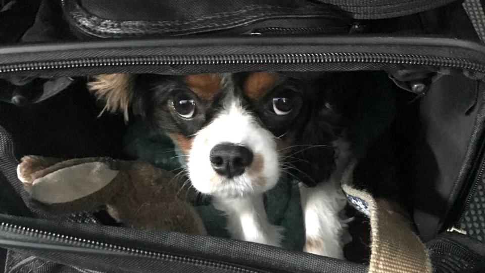 Emotional Support dog in bag on an airplane