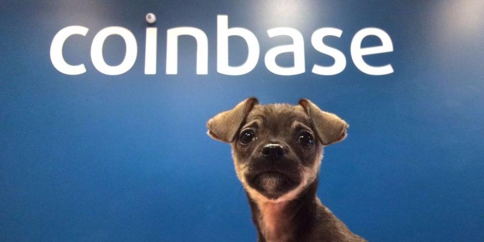 puppies in the Coinbase office