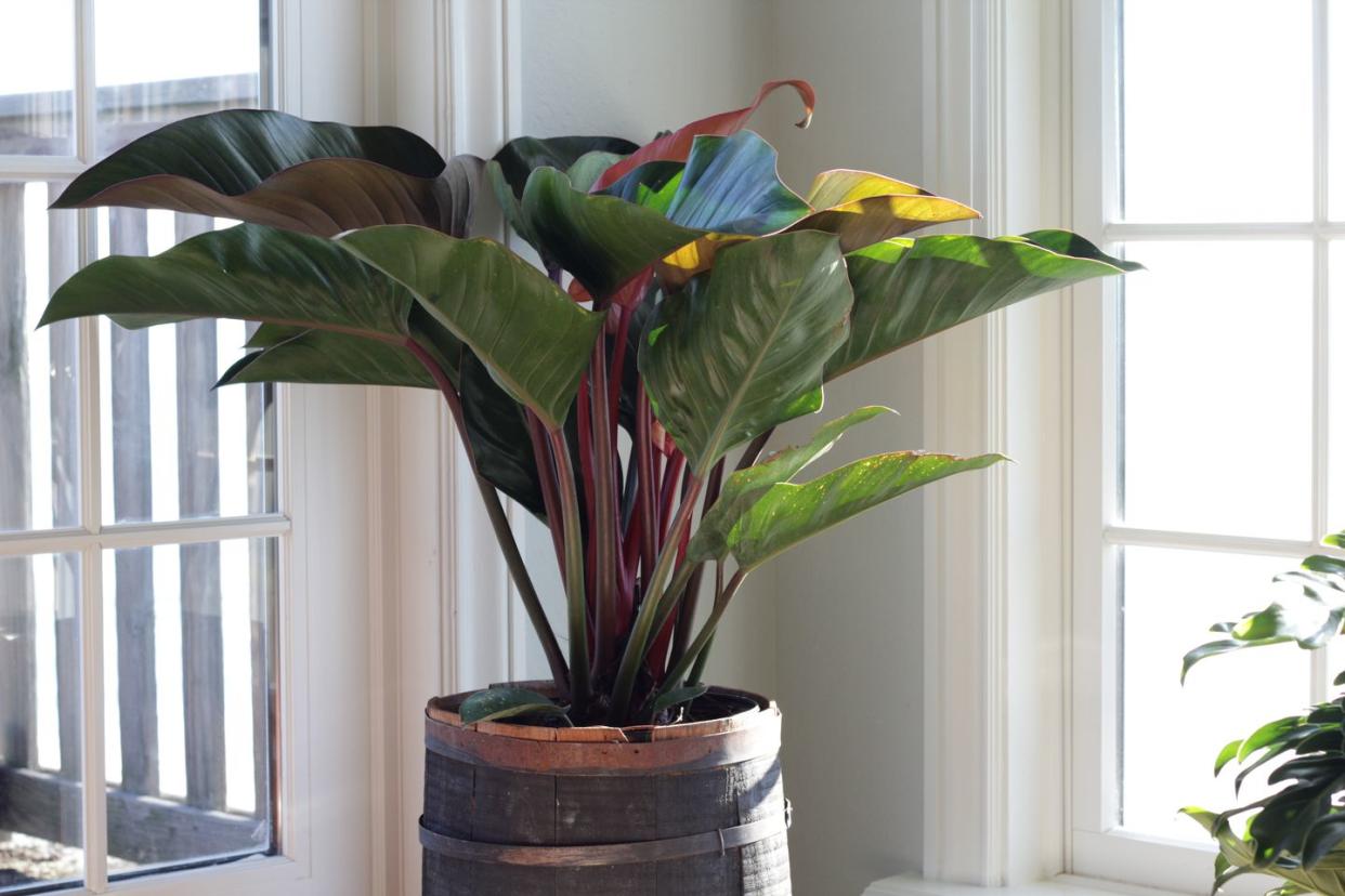 big leaf plants red congo costa farms