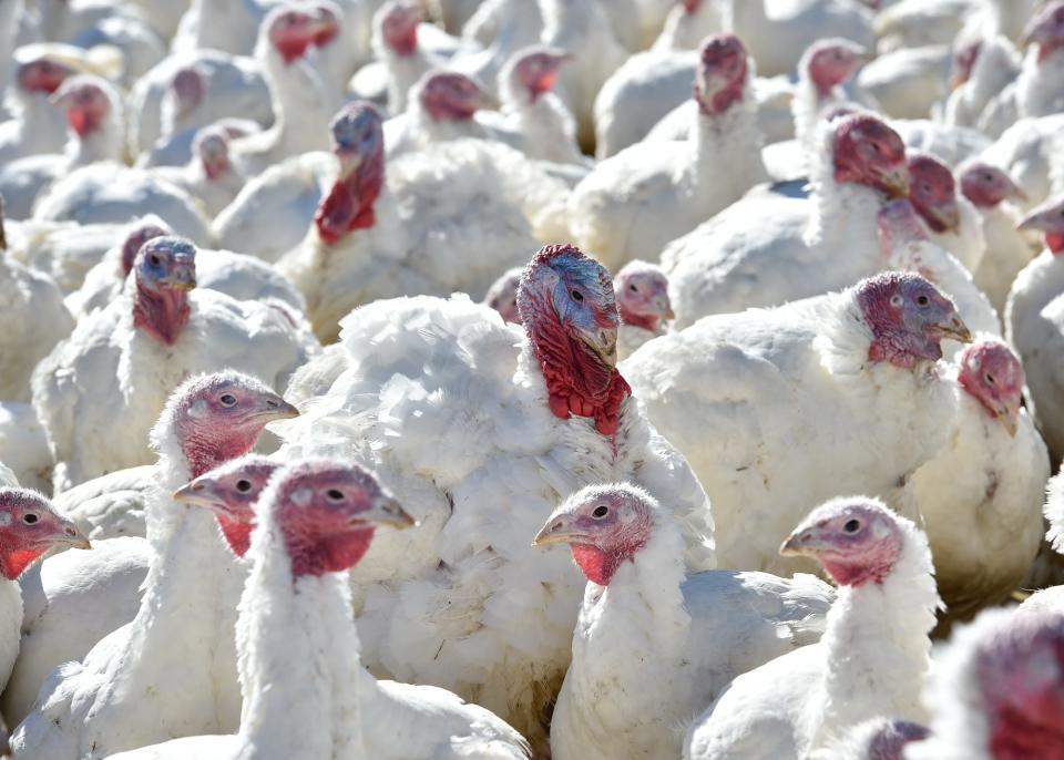 T.A. Farms in Wyoming is a fifth-generation turkey farm that started in the 1930s.