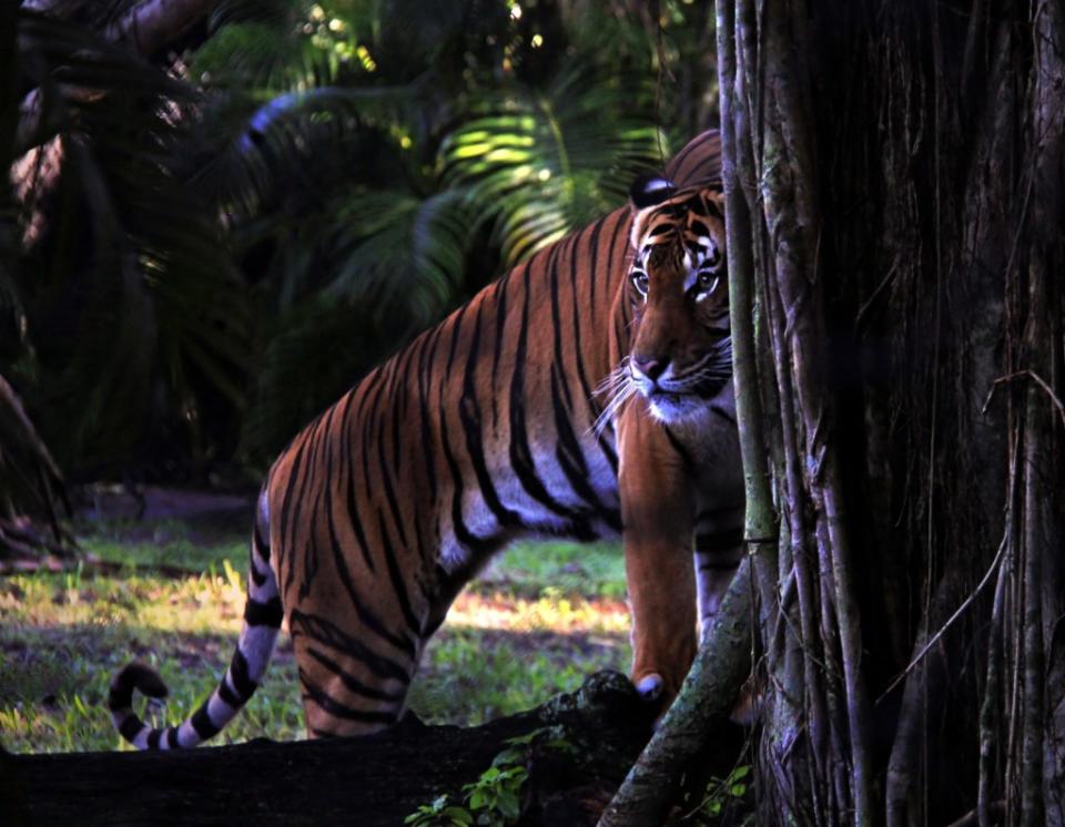 Palm Beach Zoo via Getty Images