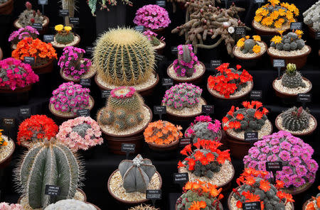 A display of Cacti are seen at the RHS Chelsea Flower Show in London, Britain, May 21, 2018. REUTERS/Toby Melville