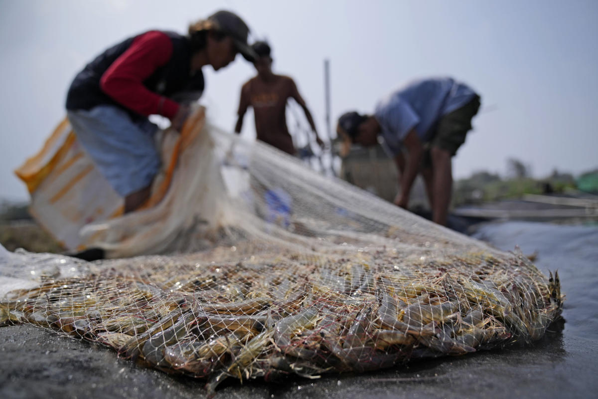 Takeaways from AP’s report on how shrimp farmers are exploited as supermarkets push for low prices