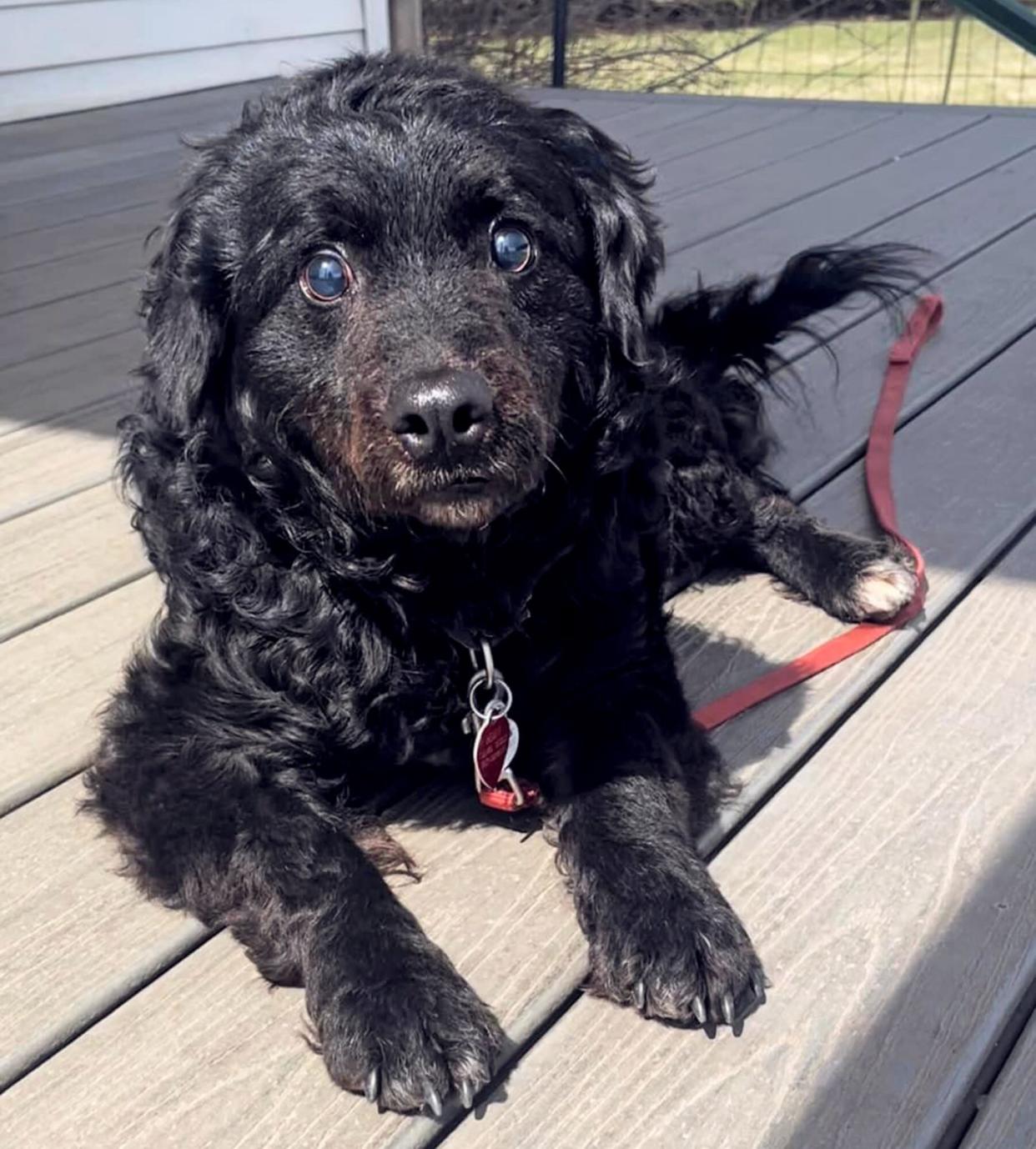 young rodeo champ ropes this missing dog