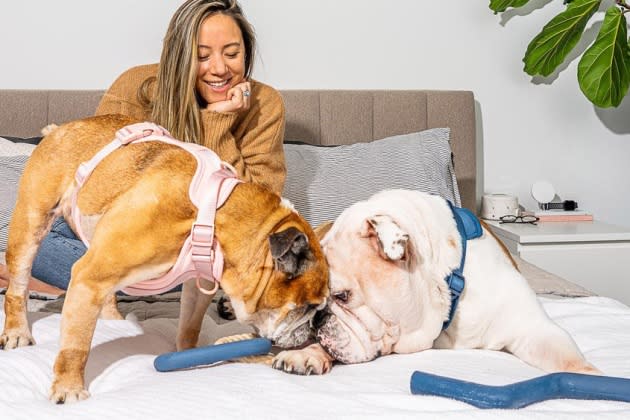 The most stylish pet accessories to pamper your furbaby with