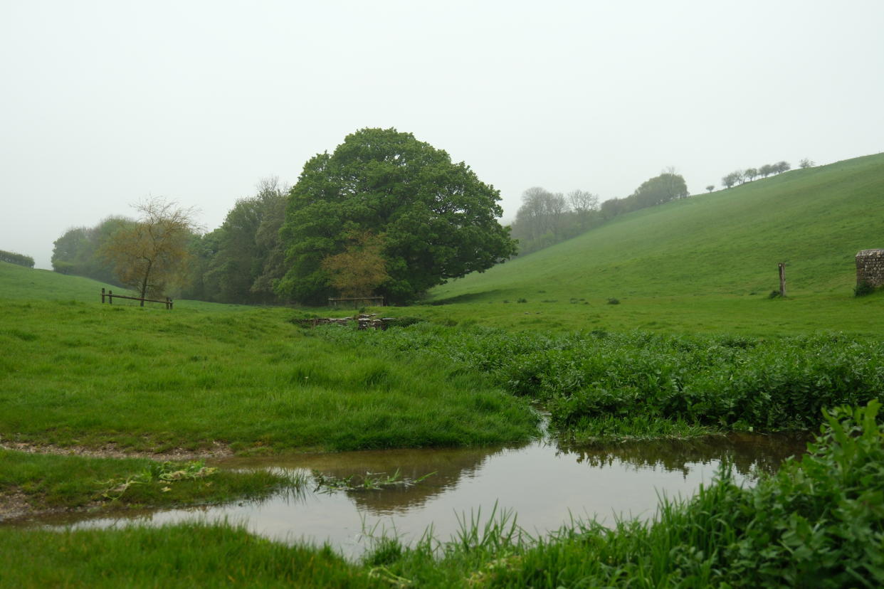 A pond in grassland with trees in the background