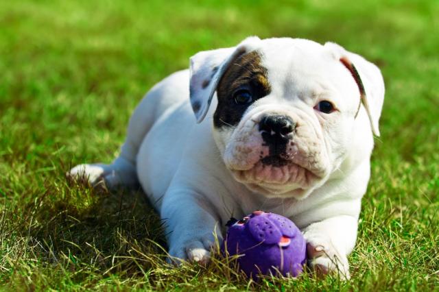 American Bulldog Puppies Cute Pictures