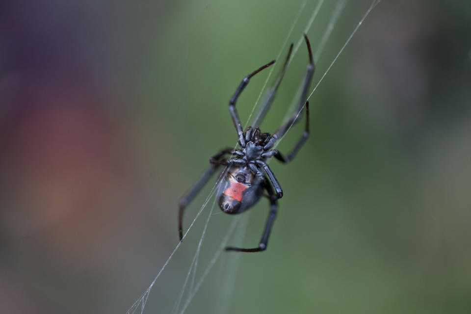 Close-up of the underside of an Australian redback spider 