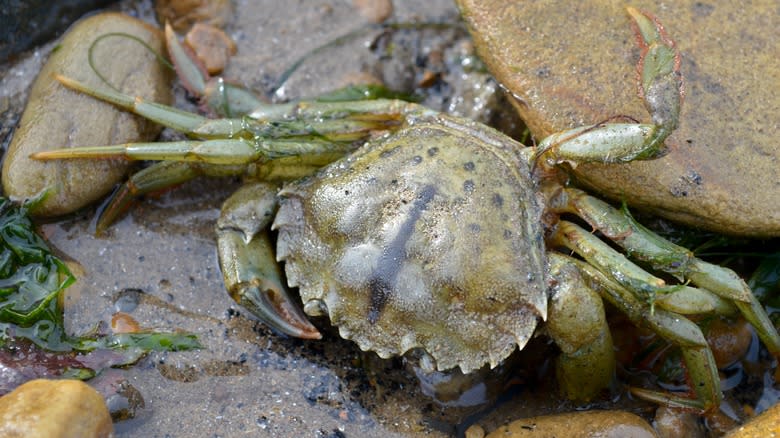 European green crab among stones