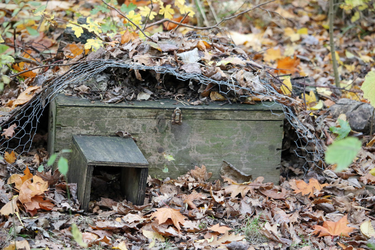 Ein Igelhaus ist ein toller Unterschlupf für die stacheligen Tiere (Symbolbild: Getty Images)