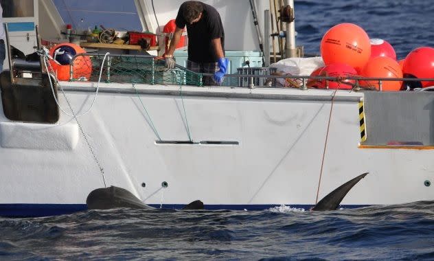 The first shark caught on a drum line in WA was strapped to the boat and was be towed out to sea and dumped. Picture: Sharon Smith/The West Australian