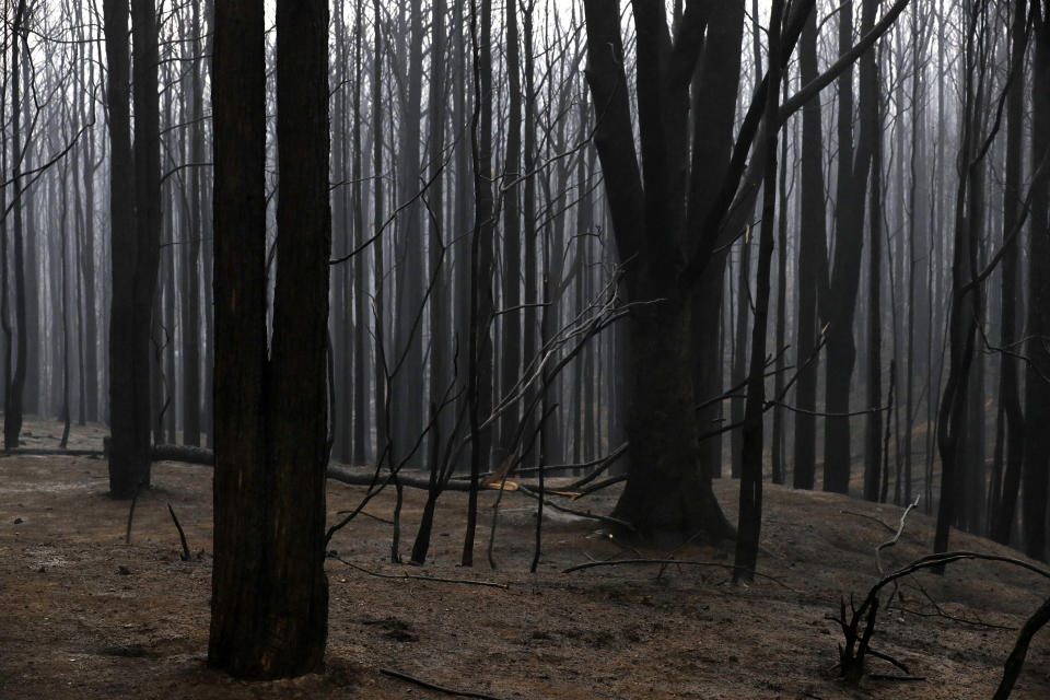 Blackened trees poke through the scorched ground after a wildfire ripped through near Kangaroo Valley, Australia, Sunday, Jan. 5, 2020. The deadly wildfires, which have been raging since September, have already burned about 5 million hectares (12.35 million acres) of land and destroyed more than 1,500 homes. (AP Photo/Rick Rycroft)
