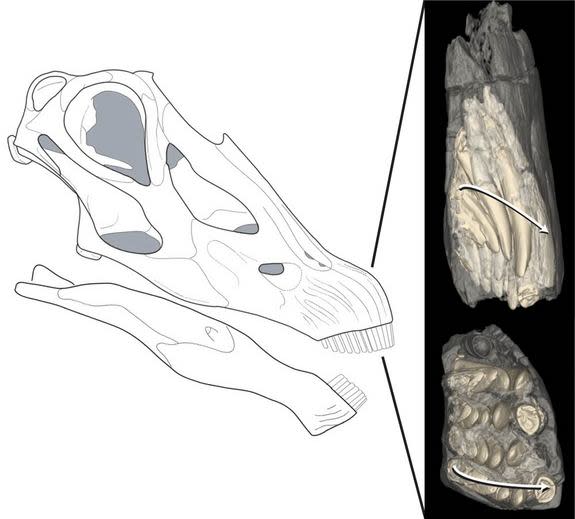 This illustration of a Diploducus skull is pictured alongside CT scan-generated images of some teeth in the front of the dinosaur's jaws. In the image, bone is transparent and teeth are yellow. The arrows show the direction of tooth replacement