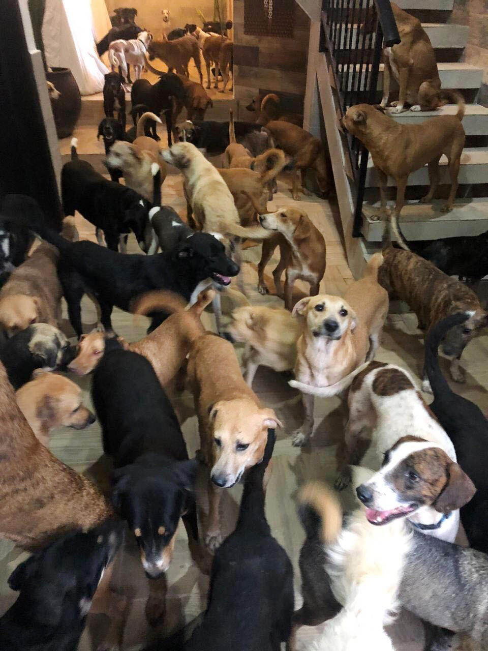 In this Oct. 7, 2020, photo provided by Daniela Rojas, rescue dogs fill the home of Ricardo Pimentel during Hurricane Delta in Leona Vicario, Mexico. Pimentel sheltered about 300 dogs in the home during the hurricane. (Daniela Rojas via AP)