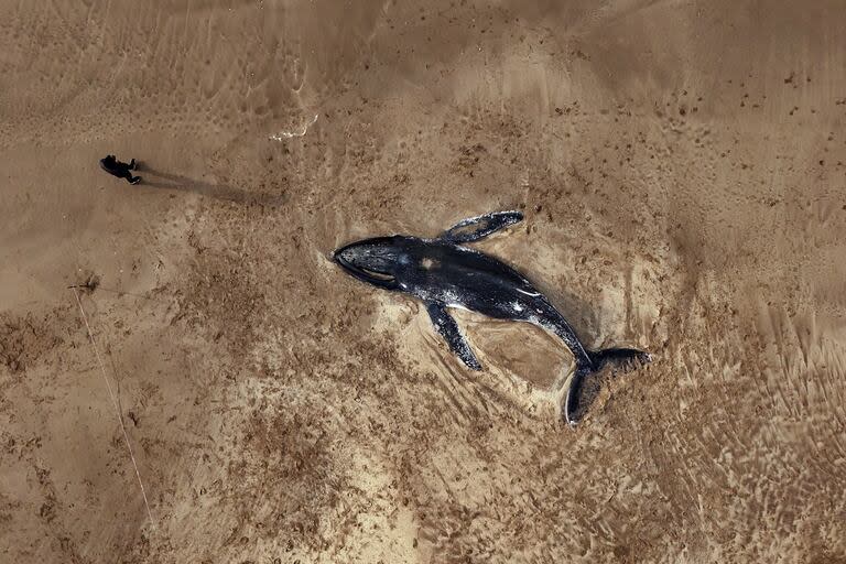 Una ballena apareció muerta en las playas de Valeria del Mar