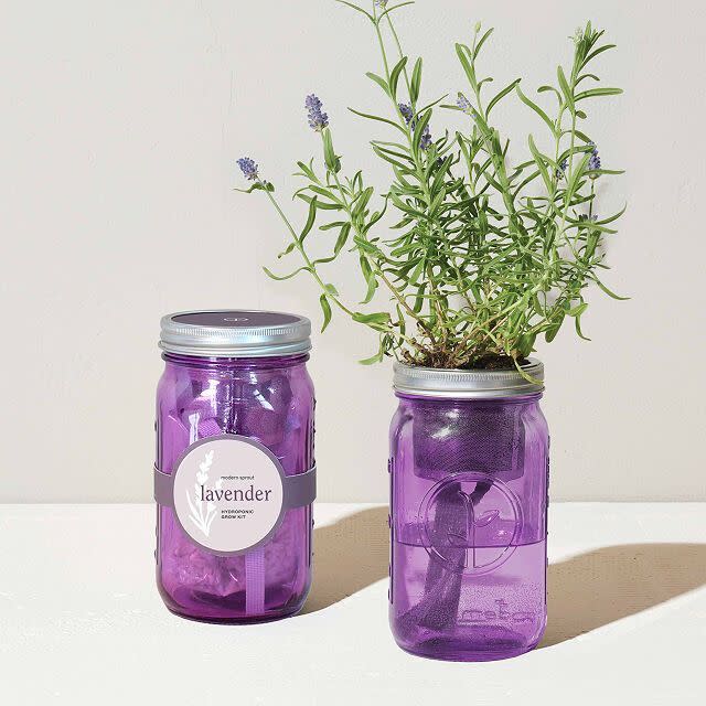 13) Mason Jar Lavender Grow Kit