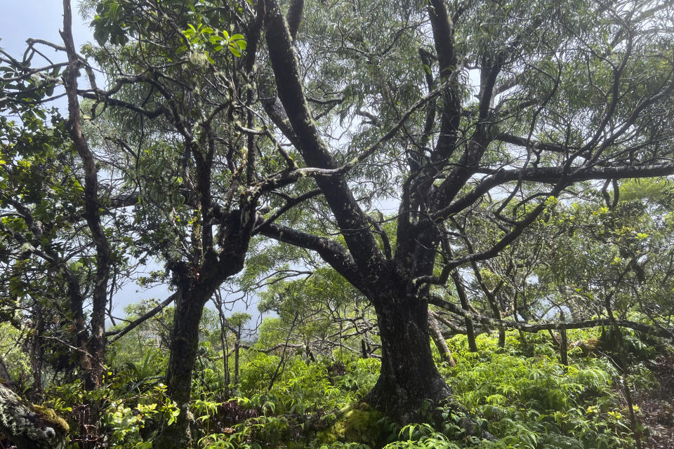 This June 2023 photo, provided by JC Watson, shows koa trees and understory of uluhe fern in the Upper Koolau Watershed near Mililani, Hawaii. (JC Watson via AP)