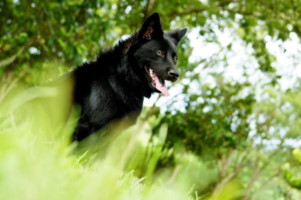 Formosan Mountain Dog