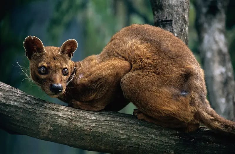馬島長尾狸貓是馬達加斯加最大的掠食者。牠們是悄無聲息的獵手，與鼬科動物有親緣關係。（圖片來源：Corbis Documentary/Getty）