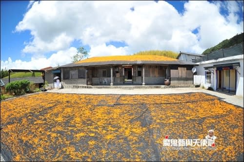 《2014花東金針花季》花蓮富里六十石山、台灣小瑞士觀景台、玉里赤科山金針花海、汪家古厝曬金針、金針花合菜、會走路的郵局(2014/08/28花況)