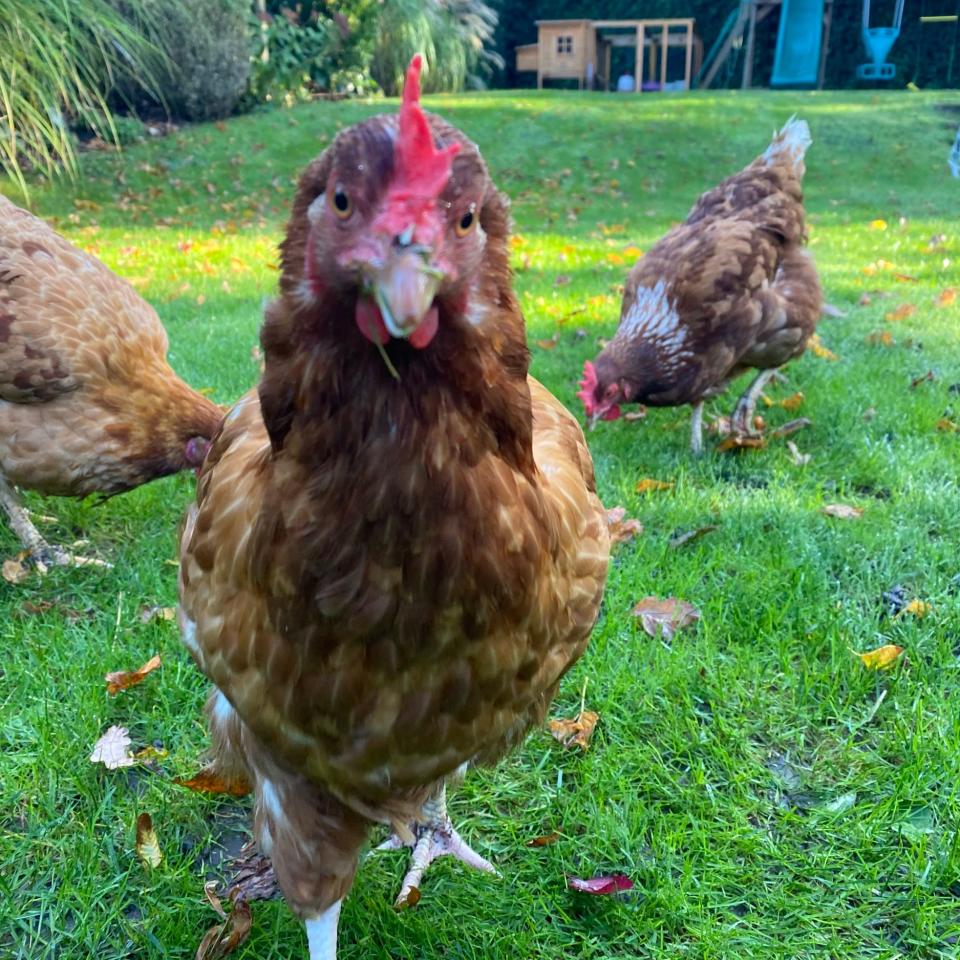 Naomi's flock: Khloé, Kim and Kourtney Karchickian